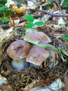 eine Gruppe Pilze auf dem Waldboden in der Unterkunft Zelena Dacha in Drahobrat