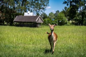 ミュンスターにあるHotel Hüerländerの草原の中に立つ姿