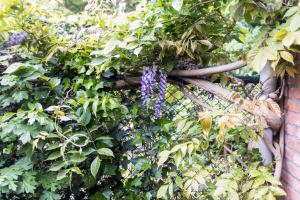 una planta con flores púrpuras creciendo en una valla en Cottage Markdal, en Breda