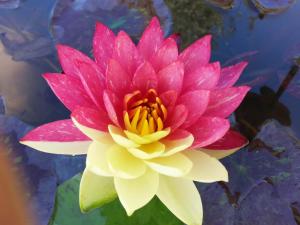 a pink and yellow flower in the water at Baltas gandras in Naisiai