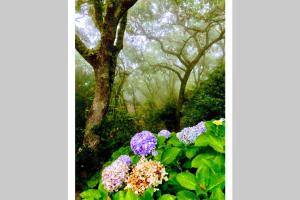 Quinta biológica, com vista, na Serra de Sintra के बाहर एक बगीचा