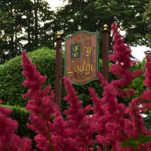 A garden outside Ivy Lodge