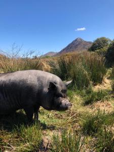 Animales en la casa vacacional o alrededores