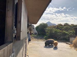 Animales en la casa vacacional o alrededores