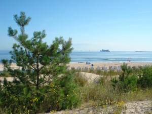 sosna na plaży z oceanem w tle w obiekcie Pensjonat Pastelowy w Świnoujściu