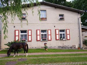 koń pasący się przed domem w obiekcie Ferienwohnung Siebmann w mieście Neuruppin