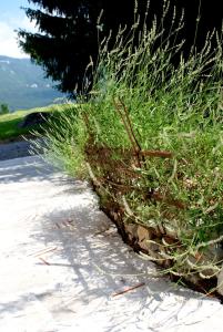 ein Stück hohes Gras am Straßenrand in der Unterkunft Apartments Leni in Postojna