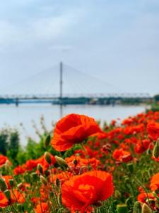 ein Feld roter Blumen mit einer Brücke im Hintergrund in der Unterkunft Amira Apartman in Komárno