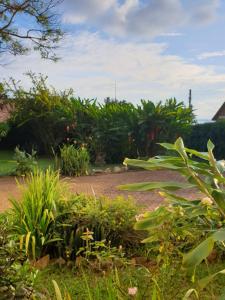 um jardim com muitas plantas e árvores em Alison & Dave's Guesthouse em Entebbe