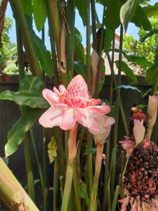 uma flor rosa numa planta com folhas verdes em Alison & Dave's Guesthouse em Entebbe