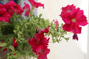 um ramo de flores vermelhas num vaso em Dimitra Boutique Hotel em Poros