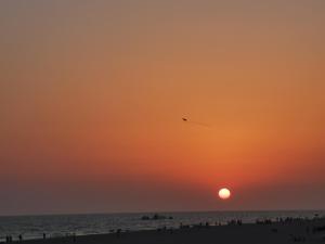 un tramonto sulla spiaggia con un uccello che vola nel cielo di Entre pinos y playa a Matalascañas