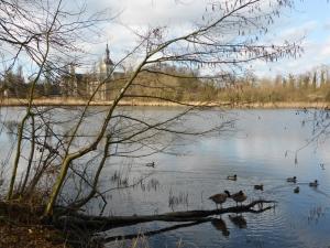 zwei Vögel, die auf einem Baumstamm in einem See stehen in der Unterkunft Studio's Park - Heverlee in Löwen