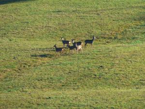 un gruppo di animali che camminano in un campo di Gites Domaine de la Rochere a Domsure