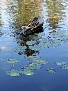 una barca seduta in acqua con imbottiture di gigli di Borostyán Vendégház Dunasziget a Dunasziget