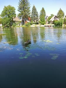 un'anatra che galleggia in acqua in un lago di Borostyán Vendégház Dunasziget a Dunasziget