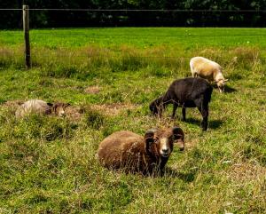 eine Gruppe von Schafen, die im Gras auf einem Feld liegen in der Unterkunft Tranquility Farm in Dalfsen