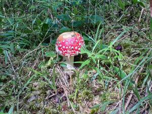 un fungo rosso e bianco nell’erba di Gästehaus Sahler a Gaschurn