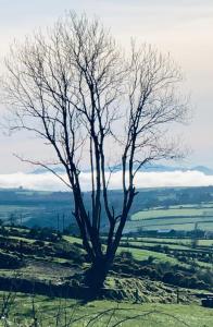 een boom op een veld bij The Collins,Our View from The Top in Listowel