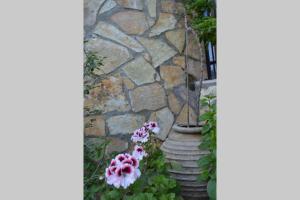 A garden outside Melenia's Sea Front House