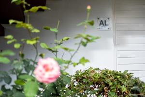 rosa di fronte a una casa con un muro di Snooker House a Ponta Delgada