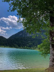 jezioro z drzewem i górami w tle w obiekcie Hotel Goldener Löwe w mieście Kufstein