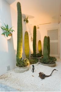 un grupo de cuatro cactus en una habitación en Maison Dedine- SmallLuxuryHotels -Adults Only, en Sidi Bou Saïd