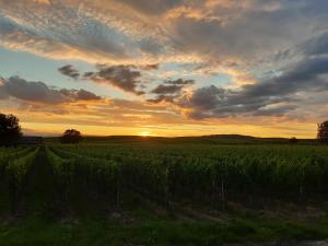 un campo di colture con il tramonto sullo sfondo di Winzerhof Henkenberg a Niederrotweil