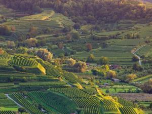 una vista aerea di un vigneto sulle colline di Winzerhof Henkenberg a Niederrotweil