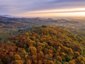 una vista aerea di una foresta di alberi in autunno di Winzerhof Henkenberg a Niederrotweil