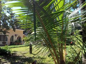 una palmera frente a una casa en KAMSONS Villa, Serena Road mombasa, en Mombasa