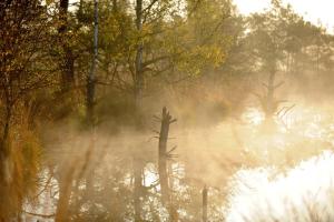 un campo brumoso con árboles y un cuerpo de agua en Hotel Villa Schneverdingen, en Schneverdingen