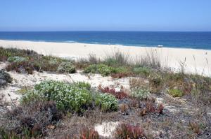 uma praia arenosa com plantas e o oceano ao fundo em Hotel Rural Monte da Leziria em Santo André