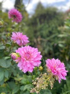 un gruppo di fiori rosa in un giardino di Haus Masur a Mikołajki