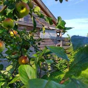 O grădină în afara B&B Molenstreek