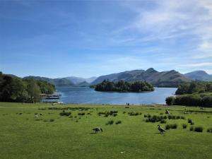 un prato con uccelli in un campo vicino a un lago di Crow Park Hotel a Keswick