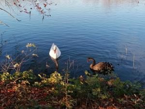 Ein Schwan und eine Ente im Wasser in der Unterkunft Studio's Park - Heverlee in Löwen