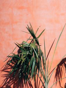 une plante verte devant un mur orange dans l'établissement Three House Hotel, à Funchal