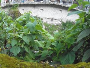 un arbusto con hojas verdes delante de un edificio en Hostal Pablo's House, en Machu Picchu