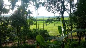 a view of a field from the jungle at Wayal Wayanad Heritage villa in Panamaram