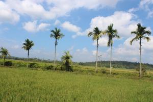 a group of palm trees in a field at Wayal Wayanad Heritage villa in Panamaram