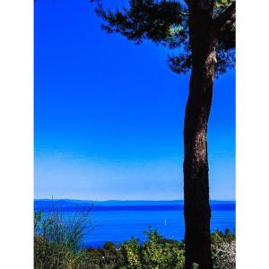 a tree sitting next to a large body of water at La Mandorla Salata in Capoliveri