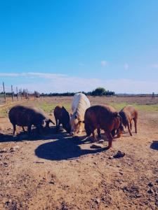 בעלי חיים In country house או בסביבה