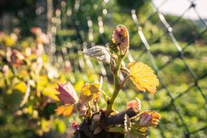 A garden outside Weingut Leopold Dietrich