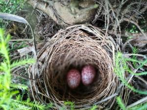 술탄 바테리에 위치한 Three Roots Holiday Home Resort에서 갤러리에 업로드한 사진