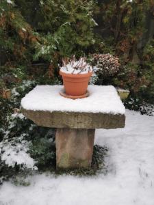 um vaso de flores sentado num banco de pedra coberto de neve em Forrás em Egerszólát