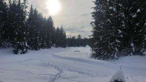 une route recouverte de neige avec des arbres et le soleil dans l'établissement Chalet Hotel Le Mont Bisanne, à Crest-Voland