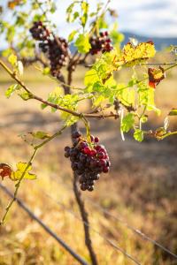 ポーコルビンにあるAmong the Vinesの木にぶら下がる黒ブドウ