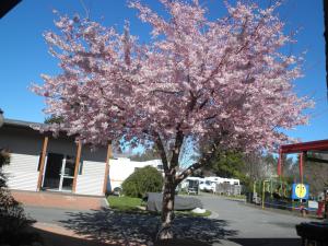 Foto dalla galleria di Tasman Holiday Parks - Te Anau a Te Anau