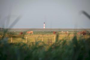 un gruppo di cavalli al pascolo in un campo di Kirchspielkrug Landhotel & Restaurant a Westerhever